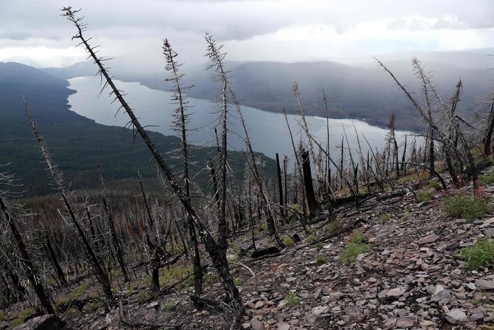 The remains of trees that caught fire during the 2017 forest fires.