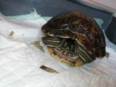 Turtle that was sent to shelter by mail is almost completely better again