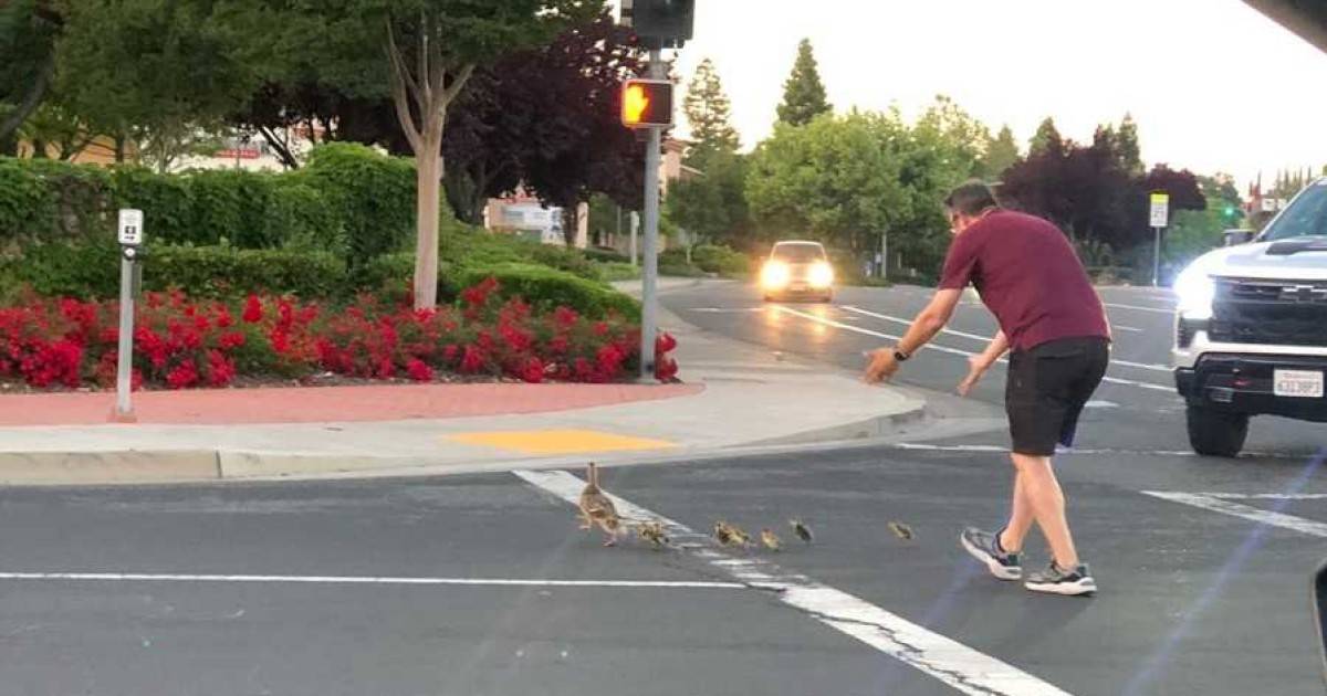 Père aide des canards à traverser la rue et est tué quelques secondes plus tard devant ses enfants |  À l’étranger