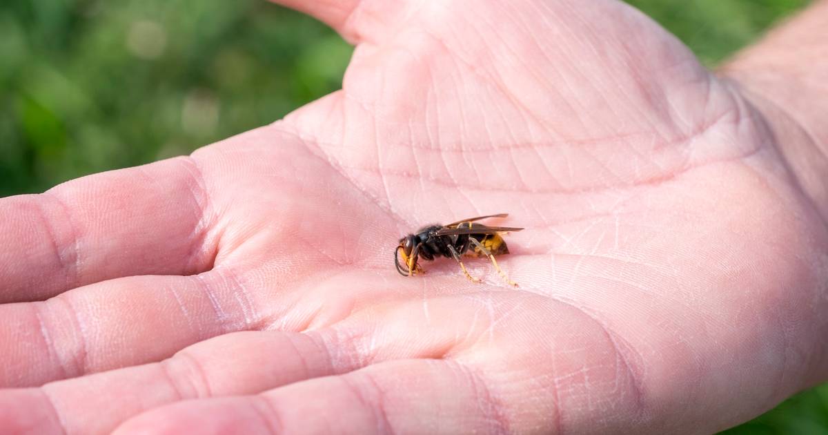 Dreischor om hulp gevraagd bij zoeken naar nest hoornaar