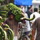 VN vraagt 98 miljoen dollar om banaan van ondergang te redden