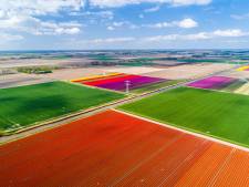 Tulpenfestival in de Noordoostpolder zorgt ook dit jaar voor routes langs bloeiende tulpenvelden