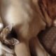 Filmpje | Labrador en kitten slapen samen