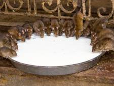 Un temple indien abrite... 25.000 rats sacrés