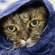 Dierenbeul besmeurt katten met olie