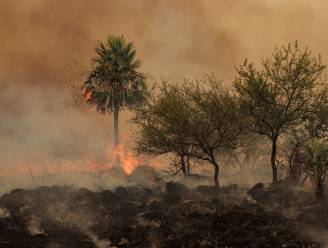 VN waarschuwt voor 20 procent meer natuurbranden tegen 2050