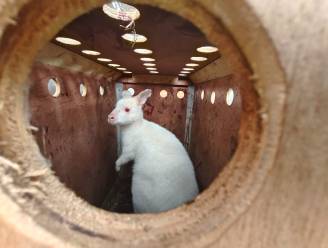 Ontsnapte witte kangoeroe na tumultueus verblijf in Bellewaerde opnieuw thuis: “Dat ‘losgeld’ heb ik niet betaald” 