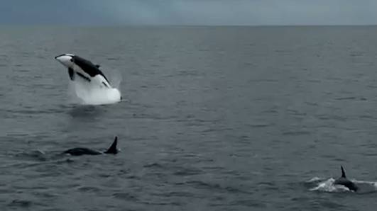 Orka steelt de show met sprong voor Britse kust