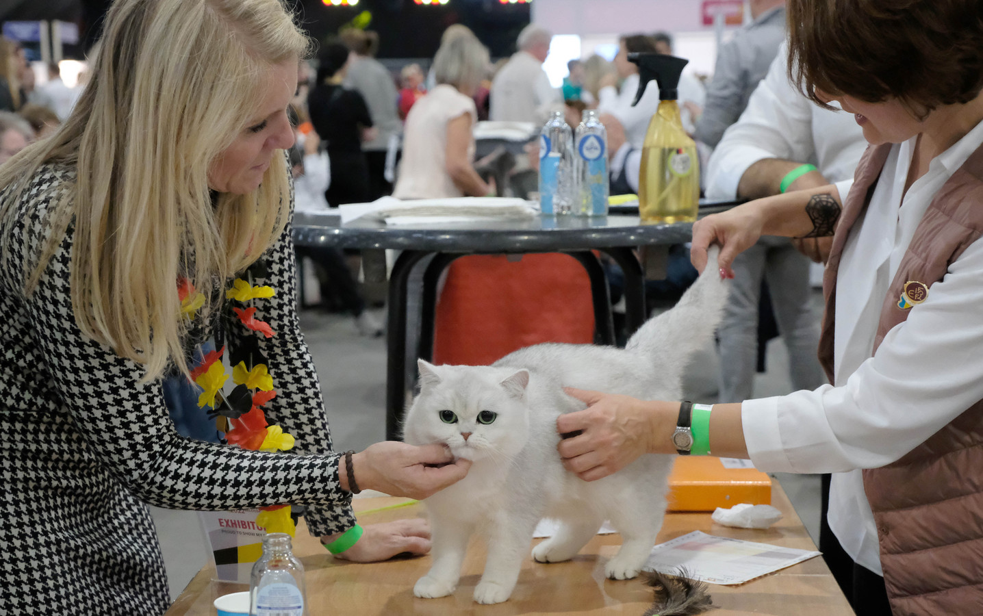 Mooiste katten ter wereld lokken veelvoud aan bezoekers naar Nekkerhal