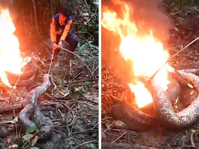 KIJK. Dodelijke reuzenpython ritueel verbrand in Indonesië na het opslokken van vrouw