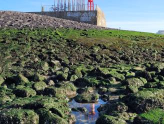 Windorgel en havenlicht 