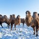 Kamelen leefden eerst op de Noordpool