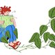 In pesto, risotto of bier: krijgt de gevreesde woekerplant Japanse duizendknoop een tweede kans?