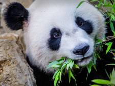 Droombaan: Brenda werkt elke dag met reuzenpanda's