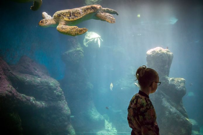 Nieuw aquarium voor bezoekers Wildlands Zoo Emmen | Drenthe |