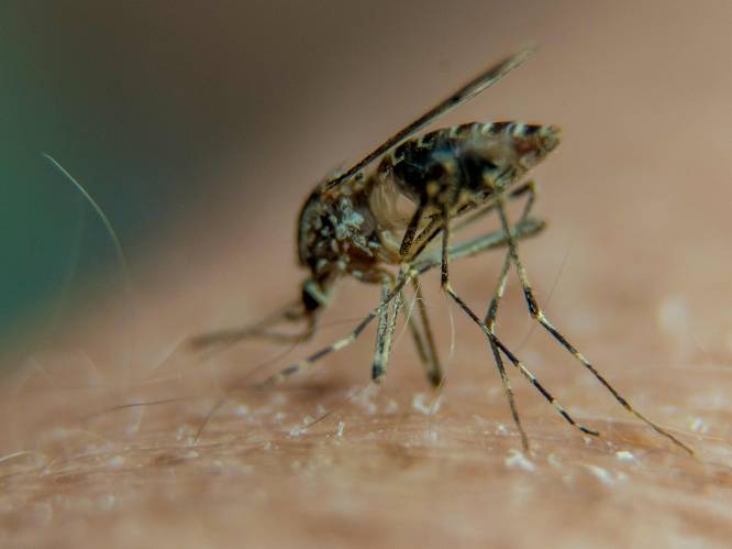 Januari en toch nog muggen in huis: hoe kan dat?