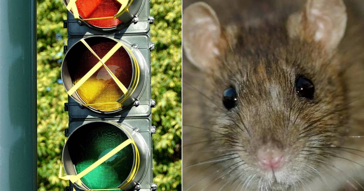 Muizen leggen kruispunt lam: vier ongevallen, acht gewonden.