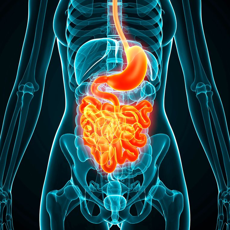 Ongezond eten of alcoholgebruik kan het maag- en darmstelsel behoorlijk in de war gooien. Beeld Getty Images/Science Photo Libra