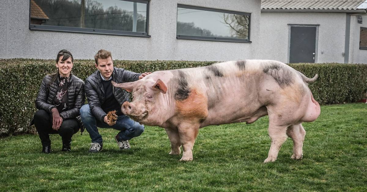 Alsjeblieft kijk Email schrijven Heerlijk 2 jaar, 300 kg en vader van 20.000 biggen, Zefke is meest productieve  fokbeer van België: “We exporteren zijn zaad over heel de wereld” |  Poperinge | hln.be