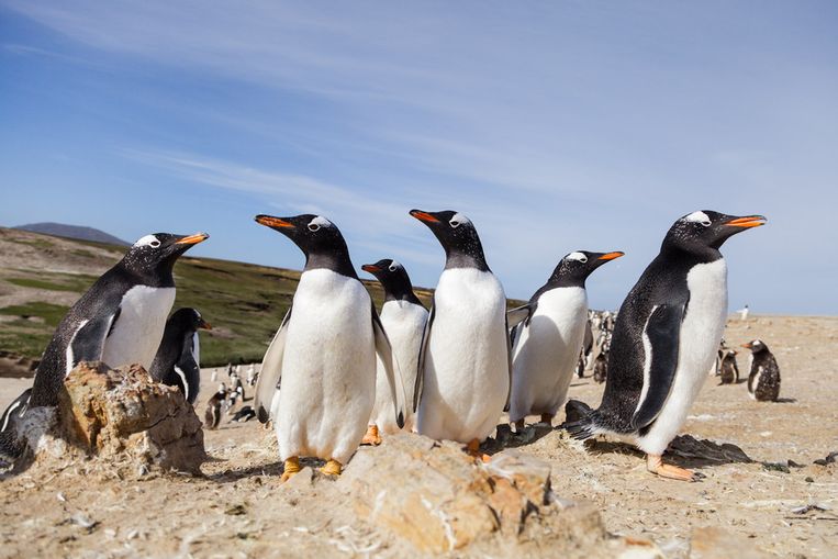 Gentoo-pinguïns op Pebble Island Beeld Peter Lipton