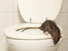 Rattenplaag in Noorderpark Assen: ‘Als ik ze hoor, trek ik snel de wc door’