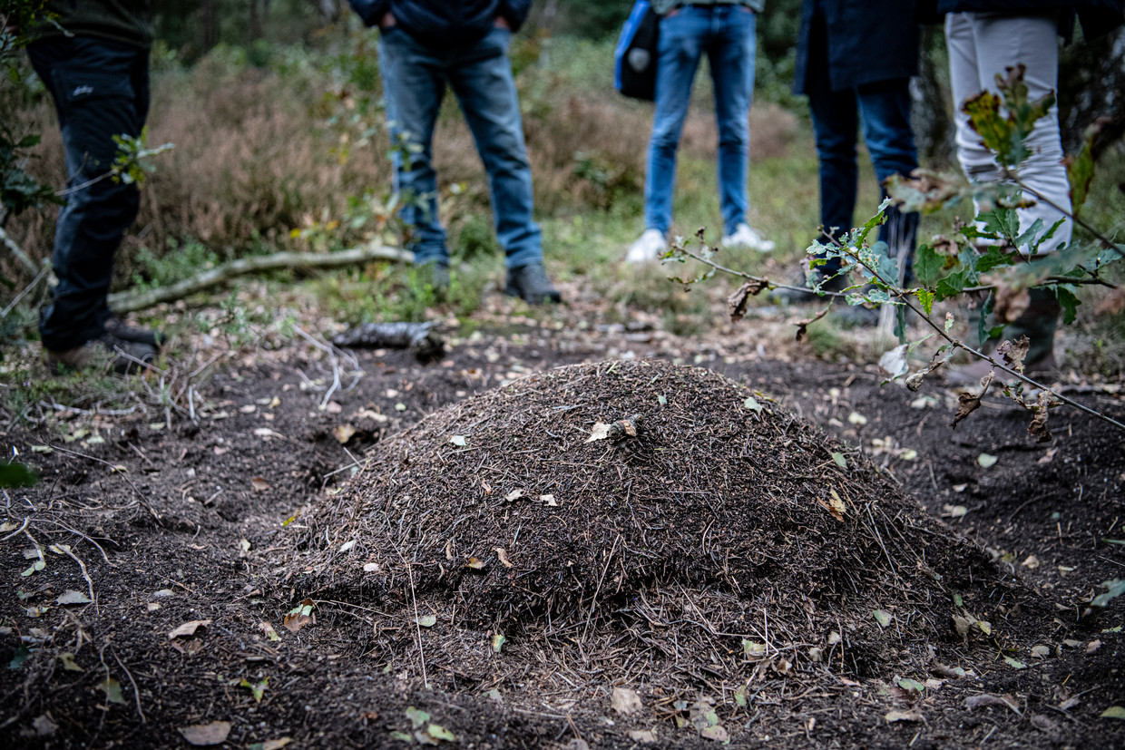 Een koepelnest in natuurgebied De Heide bij Bennekom.