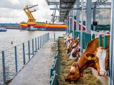 Duitsers roepen op tot boycot van drijvende koeienstal: ‘Wij laten zien hoe absurd dit project is’