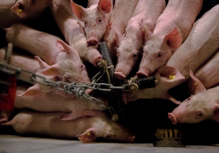 Om te voorkomen dat varkens in stallen uit verveling elkaar gaan bijten, moeten zij ‘speelgoed’ hebben. Dat kunnen plastic buizen aan een ketting zijn. Beeld ANP