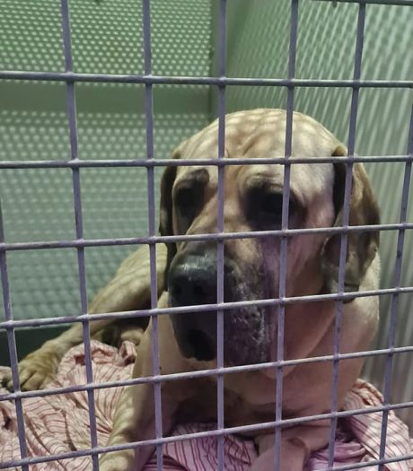 Hond in beslag genomen in Breda, was betrokken bij meerdere bijtincidenten
