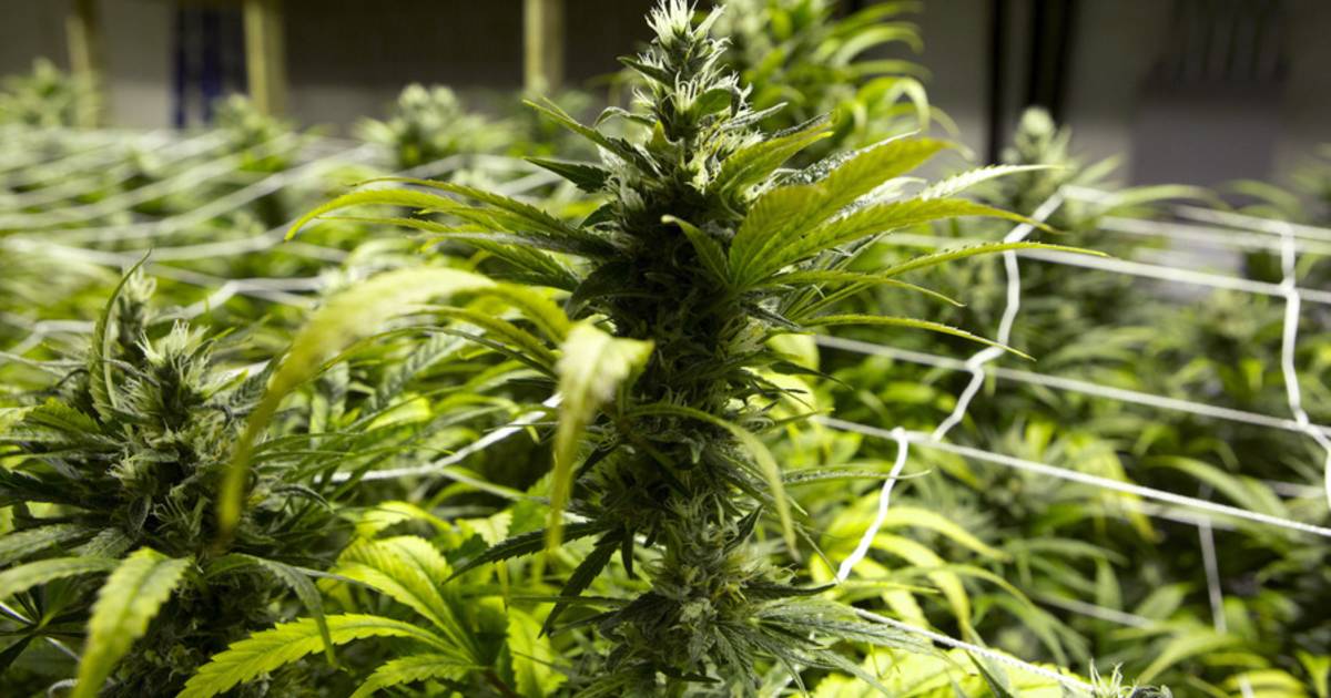 Nederlander gevat na ontdekking 2.000 wietplantjes