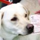 Hond vindt winnend lot en verdubbelt prijs van baasje