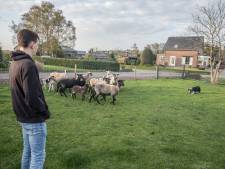 Schapen familie Mennen in Helenaveen gedood: Nederland te klein voor wolf
