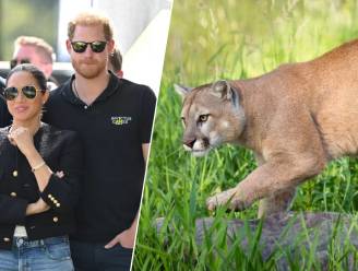 Welkom in Amerika: poema sluipt rond op domein van Harry en Meghan. “Ze moeten hun kippen beschermen”