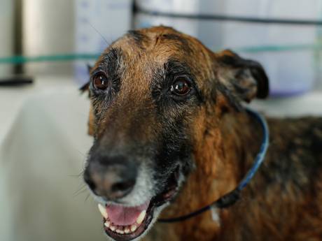 Bien-être animal: jusqu’à 10.000 euros d’amende en cas de maltraitance