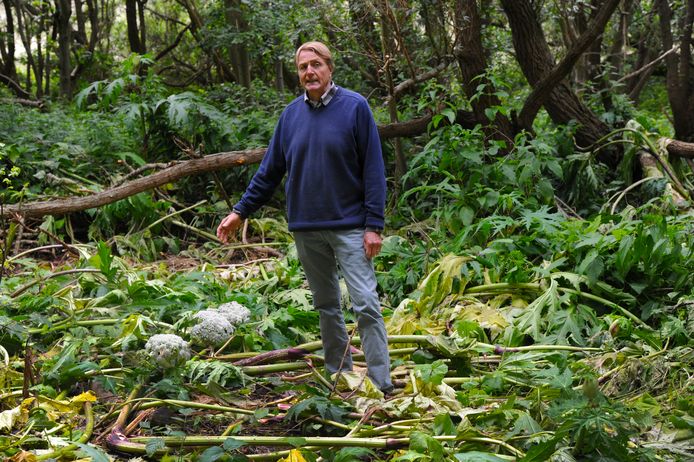 Jean-Marie van Isacker hakte eigenhandig 600 vierkante meter berenklauw aan gort. Maar daarmee is dat probleem niet opgelost en het Nollebos heeft nog meer problemen, vindt hij.