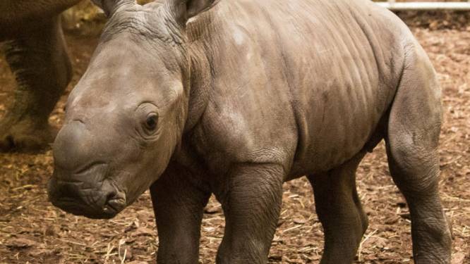 Neushoornjong Burgers' Zoo zet eerste stappen buiten: Ren Wiesje ren