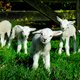 Hoera! Vandaag begint de lente! En zo vieren we het.
