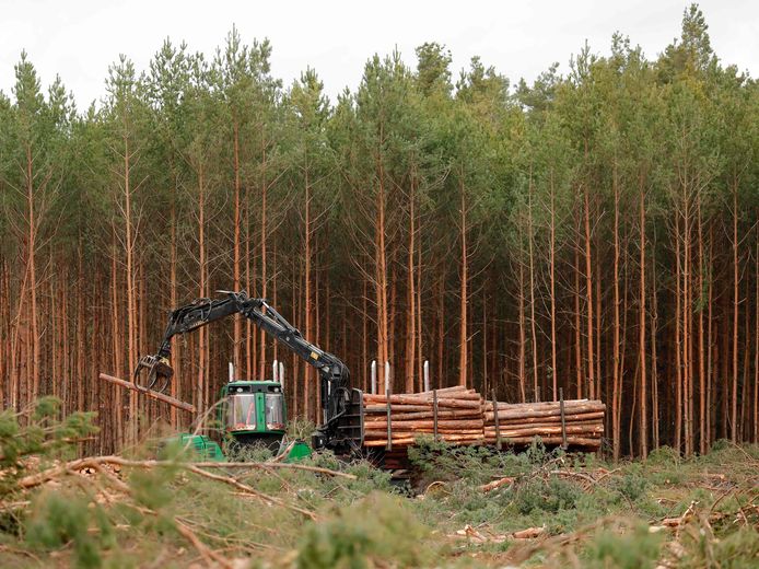 In Duitsland heeft een rechtbank Tesla bevolen om te stoppen met het vellen van bomen. De beslissing van de rechtbank draait een eerdere goedkeuring om 82,9 hectare bos in kwestie te vellen terug.