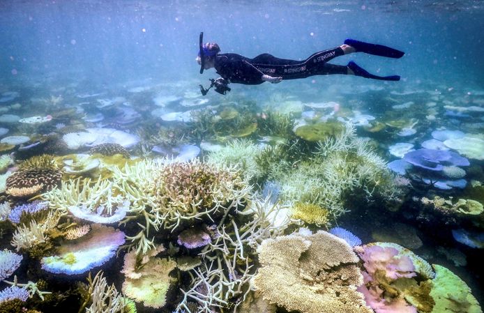Marinebioloog Anne Hoggett snorkelt boven verbleekt en dood koraal rond Lizard Island in de Great Barrier Reef.