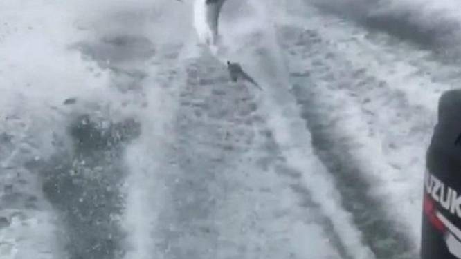 Ophef om video van haai die achter speedboot wordt gesleept