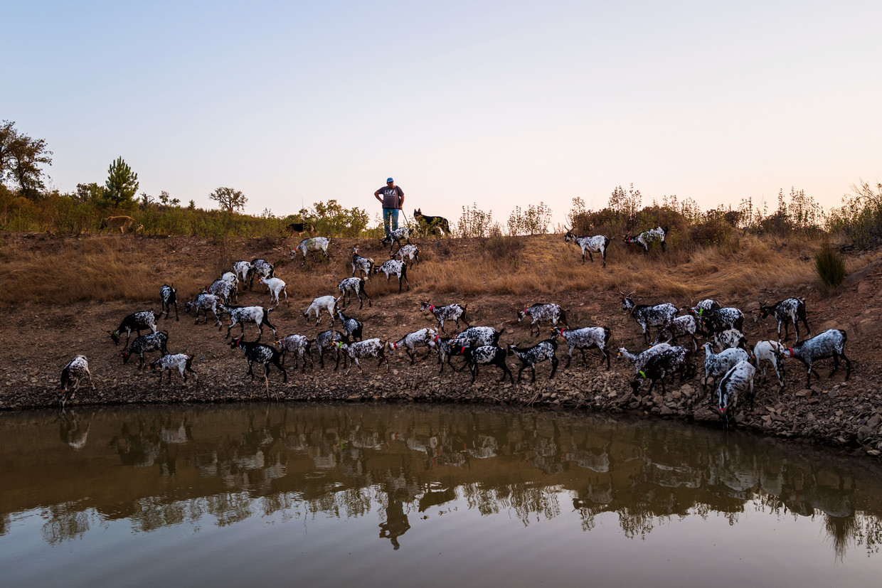 Leonel Martins Pereira kijkt vanaf een heuvel neer op zijn rondgrazende geiten.