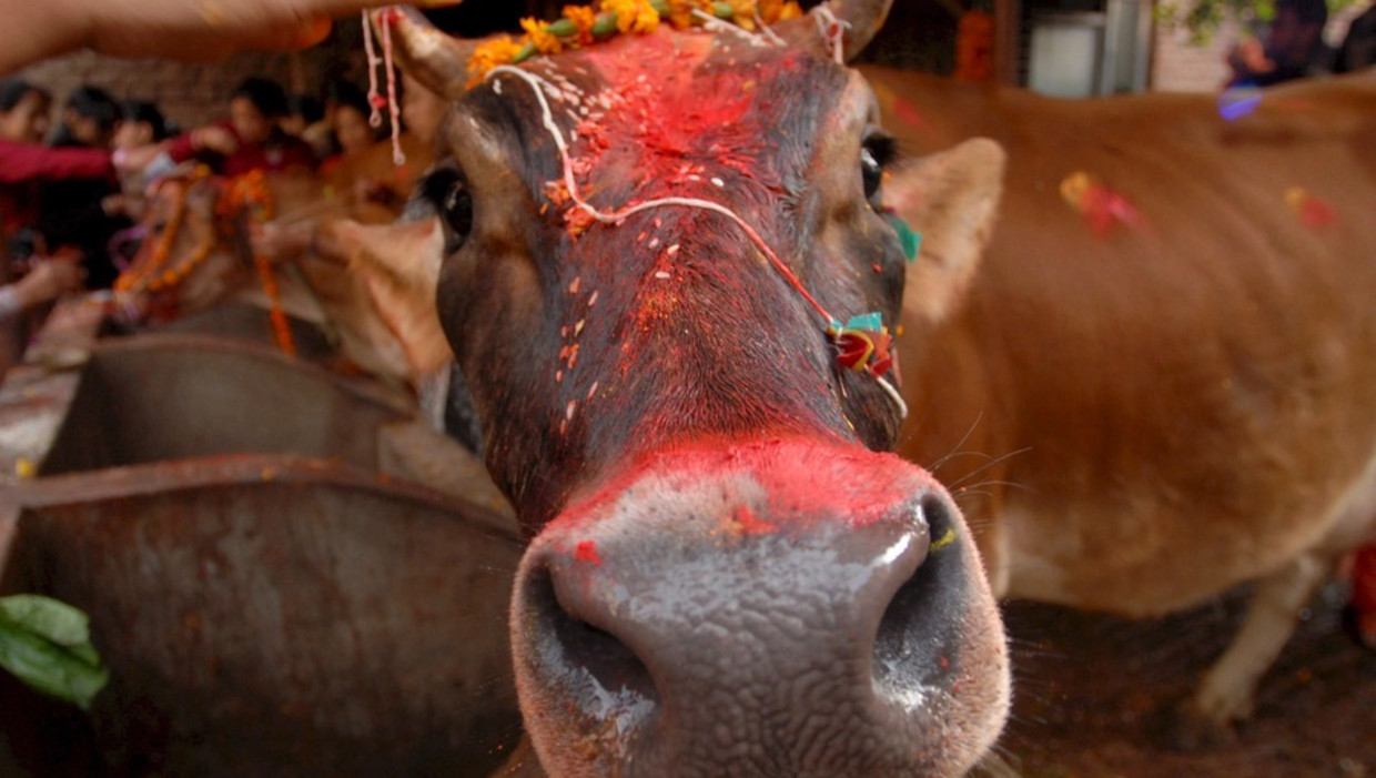 Feest In Nepal Als Je Geen Koe Hebt Kun Je Ook Een Jongen Als Koe Verkleden De Volkskrant