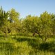 Ploegen of niet ploegen - dat is de vraag, in Murcia