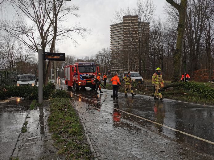 Boom om op de Nijenoord Allee.