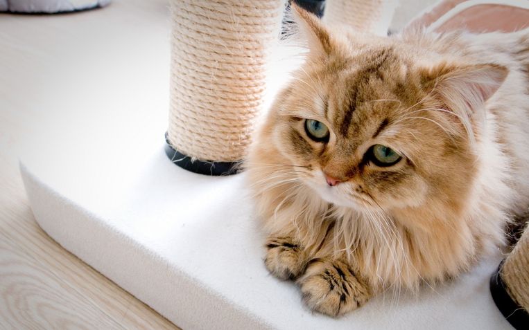 Acht Tekenen Dat Je Poes Depressief Is De Morgen