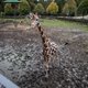 Nieuwe voorzitter Olmense Zoo in 2014 in opspraak voor dierenverwaarlozing