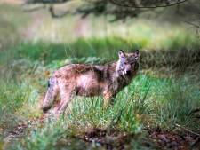 Lezers over doodschieten wolf: ‘Walgelijk’, maar ook ‘opgeruimd staat netjes’