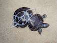 Verbod steeds dichterbij: “Straks meer plastic dan vissen in de zee”