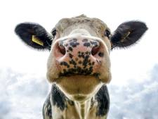 Koeien spotten en spelletjes doen: deze boerderij bij Almelo doet mee met de Boerderijdagen