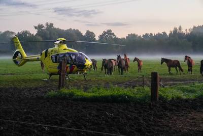 Traumaheli landt tussen paarden voor bedrijfsongeval bij champignonkwekerij